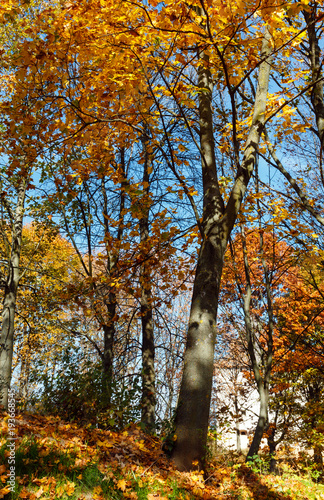 Autumn maple trees in park photo