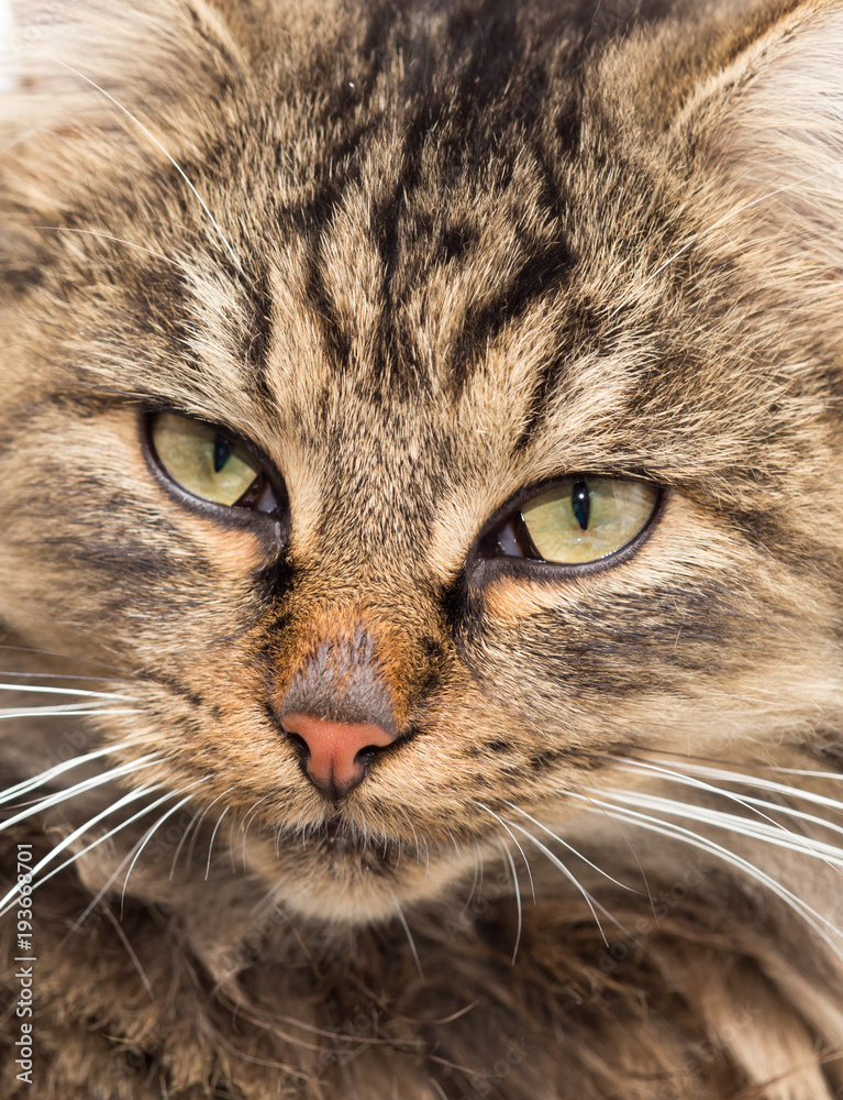 Portrait of a furry cat Maine Coon