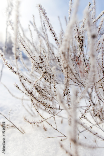 Dry grass in snow on nature © schankz