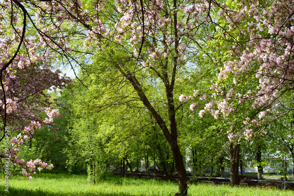 Beautiful blooming apple tree in spring park. Pink flowers on the background of green foliage. Beautiful blooming apple tree in spring park. Pink flowers on the background of green foliage.