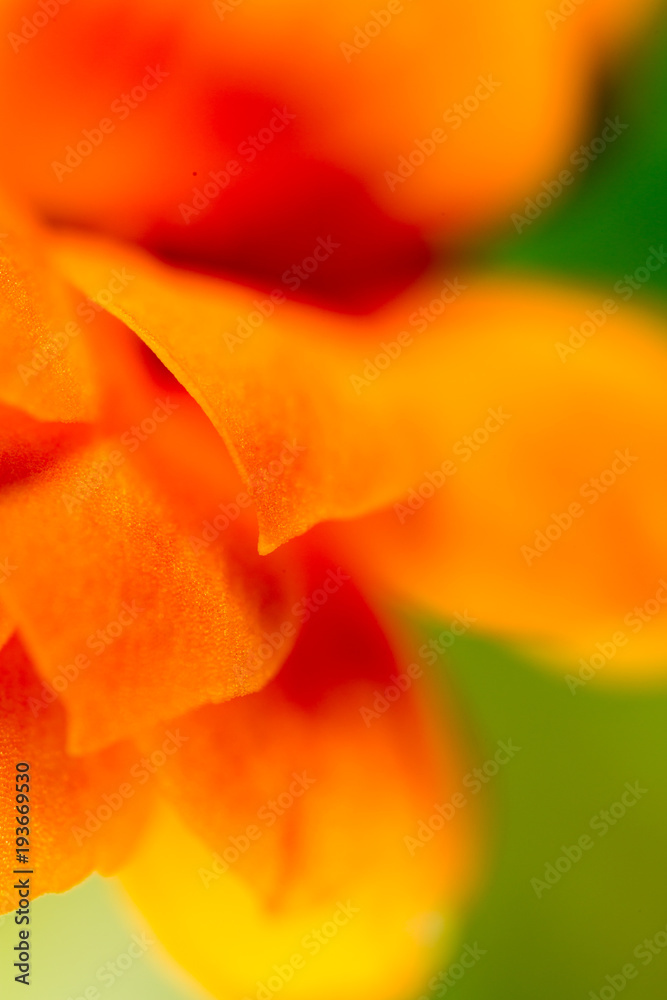 Petals of an orange flower as a background