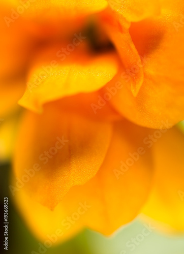 Petals of an orange flower as a background