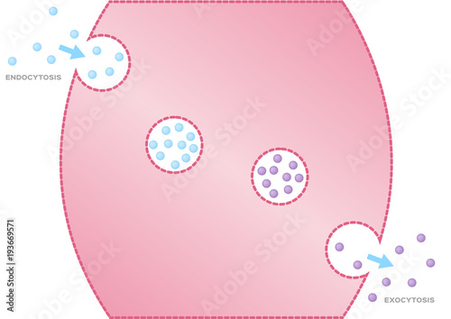 The transport of macromolecules into a cell / Endocytosis. / anatomy vector photo