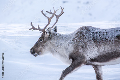 reindeer, Lapland, Sweden photo