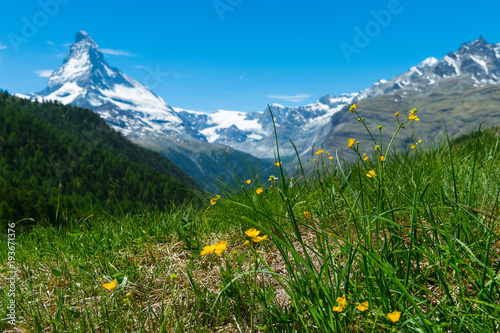 Yellow flowers on a hiking trail with Matterhorn mountain at the background in Zermat, Switzerland.