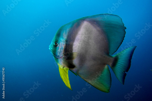 Bat fish oman