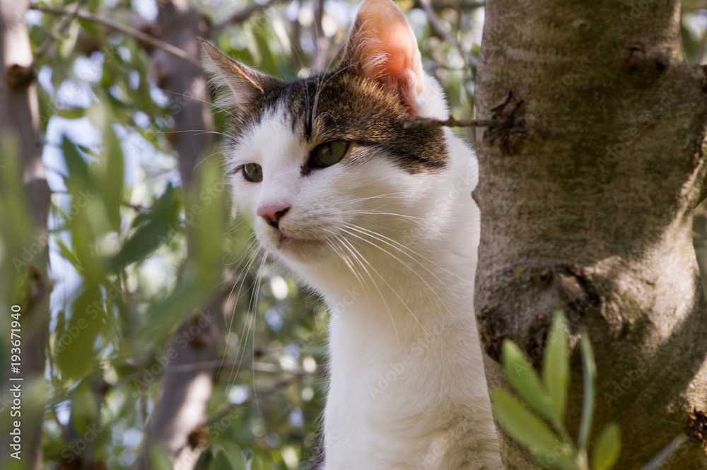 Kot na drzewie oliwnym - obrazy, fototapety, plakaty 