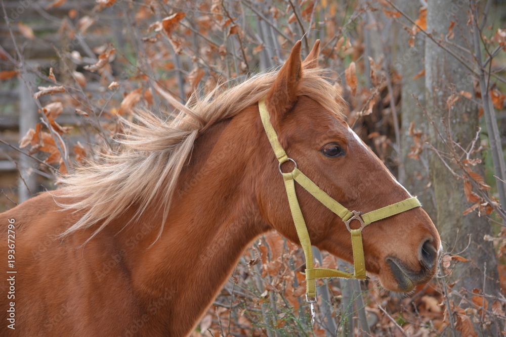Fototapeta premium closeup of an horse
