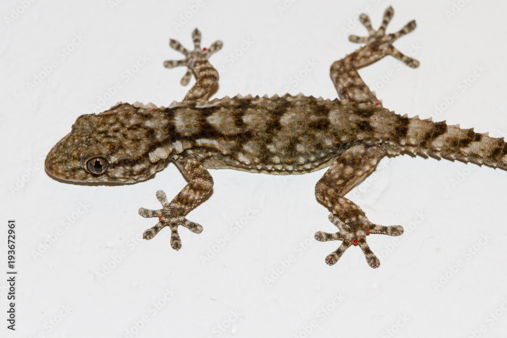 Naklejka premium Gecko on the wall