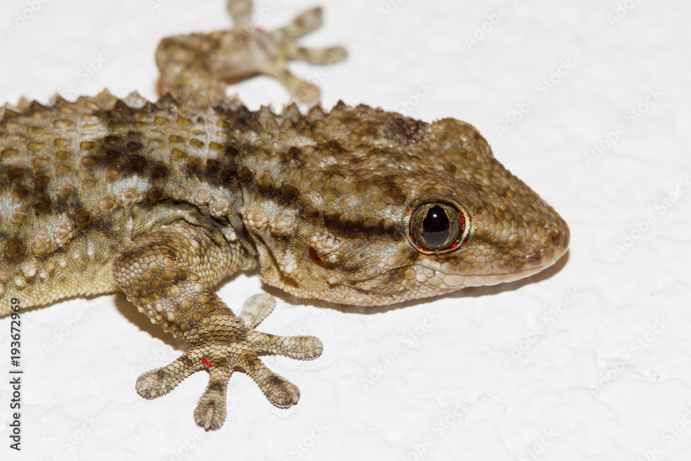 Gecko on the wall