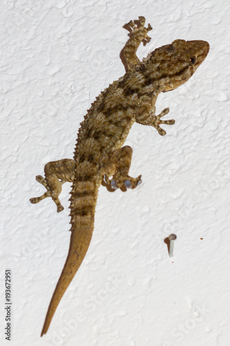 Gecko on the wall photo