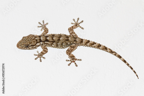 Gecko on the wall