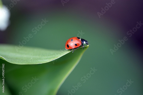  a ladybird sits on a green lily of the valley leaf