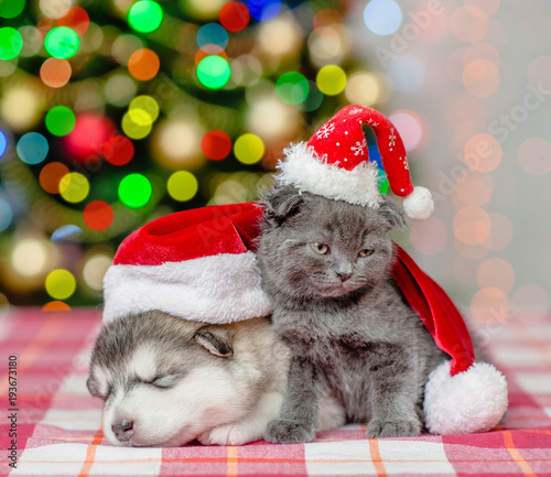 Kitten and sleeping puppy in red christmas hats on a background of the Christmas tree