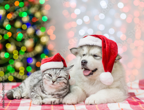 Tabby cat and alaskan malamute puppy in red christmas hats on a background of the Christmas tree