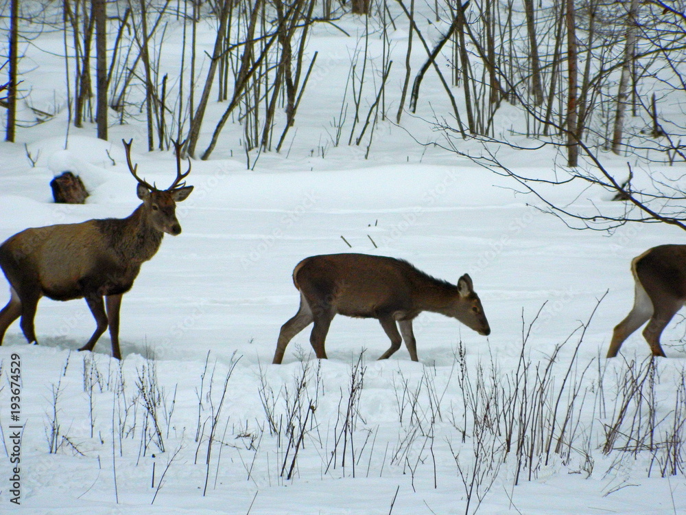 European noble deer in the wild, in the snow-covered forest in search of food, at the end of winter European noble deer in the wild, in the snow-covered forest in search of food, at the end of winter