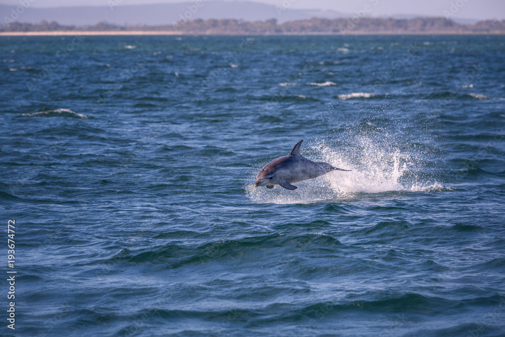 Fototapeta premium Wild common dolphin jumping out of the water at wilsons promontory national park