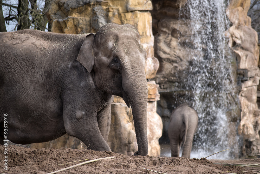 Fototapeta premium Elephant with Waterfall in Background