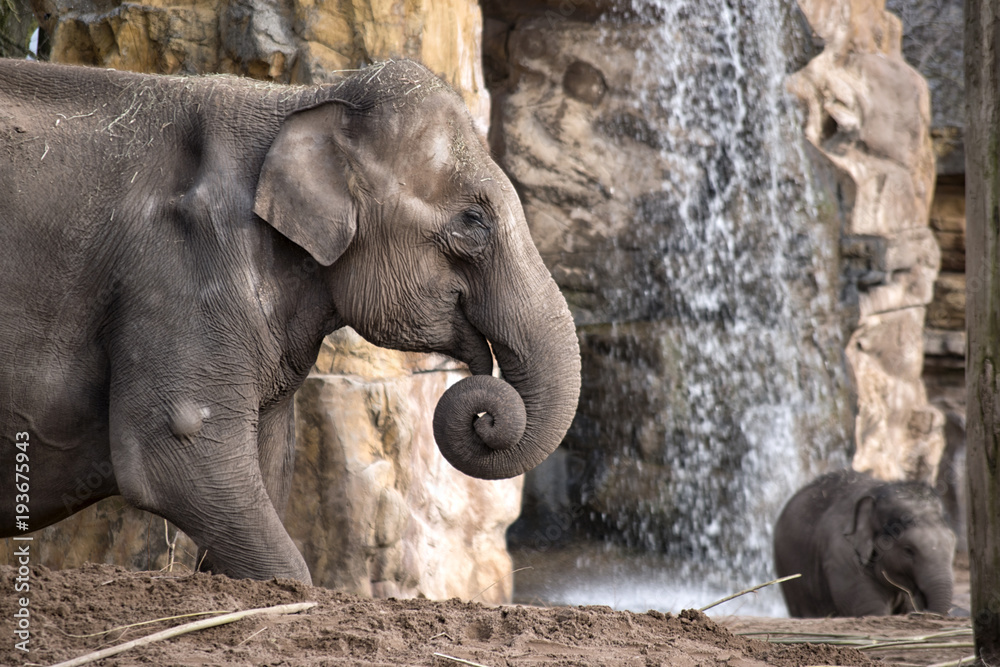 Elephant with Waterfall in the Background