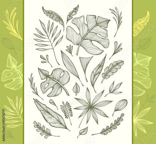 Set of  hand draw structure of  tropic leaves black on white in line art