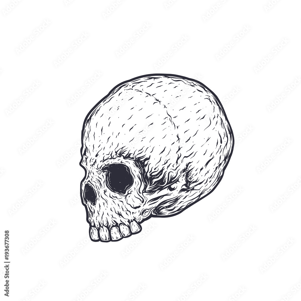 skull vector illustration, t-shirt print skull vector illustration, t-shirt print