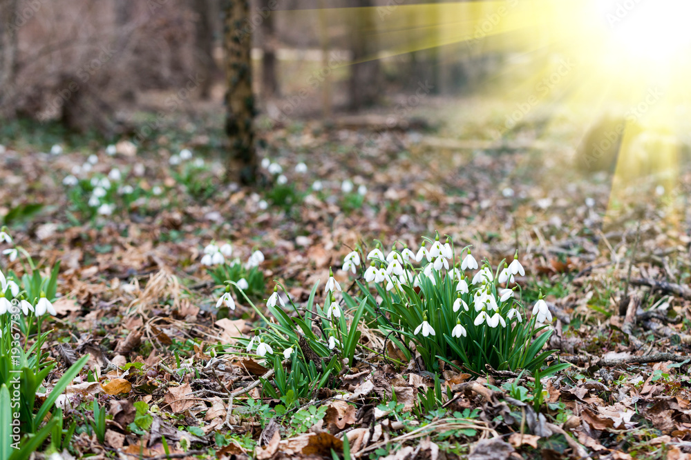 white snowdrop flowers in spring white snowdrop flowers in spring