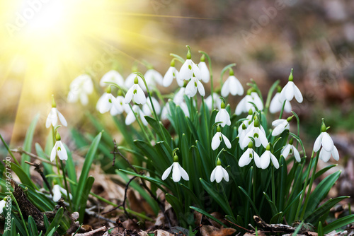 white snowdrop flowers in spring