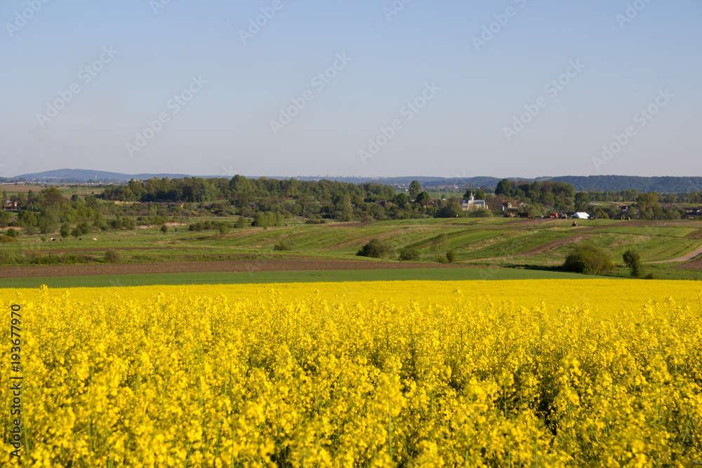 yellow rape field