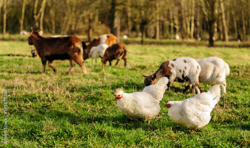 Fototapeta premium Chickens and Goats in a Field