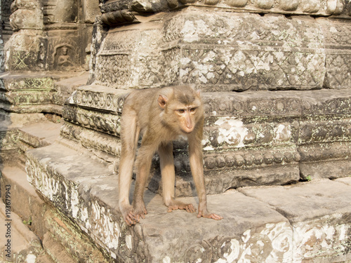 Monkey in Angkor Wat, Cambodia