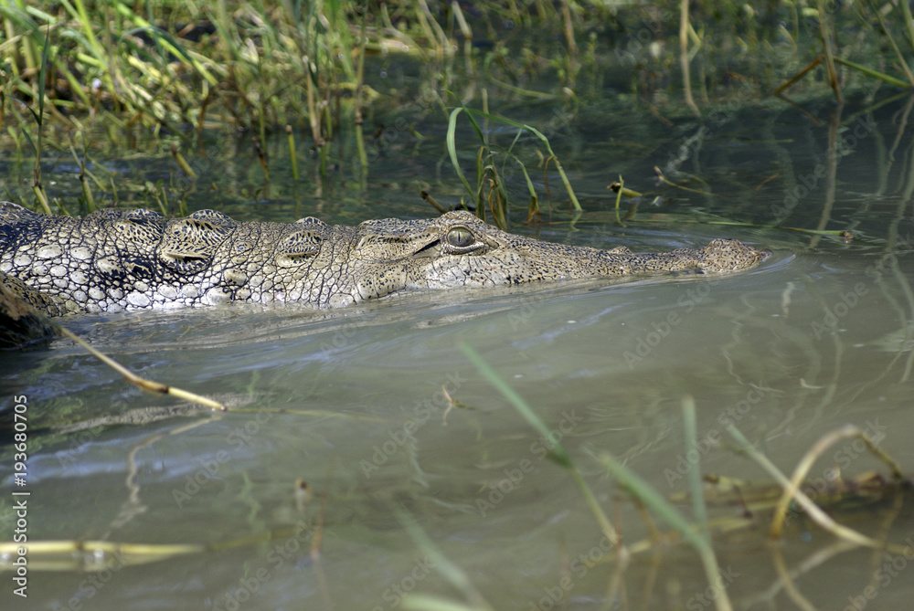 Crocodile in Baringo National park, Kenya Crocodile in Baringo National park, Kenya