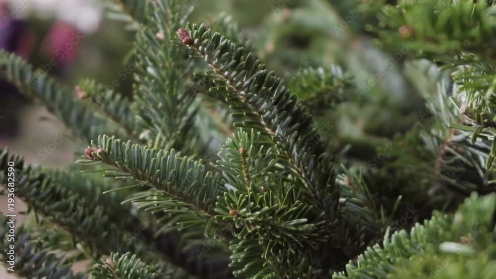 Slow motion. Christmas tree farm with large variety of evergreen trees