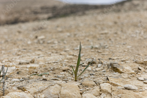 plant growing in dry desert