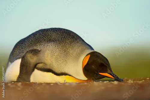 Close up of a King penguin sleeping on a sandy beach