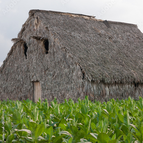 Drying house for tobacco leaves in the valley of Vinales, Cuba.