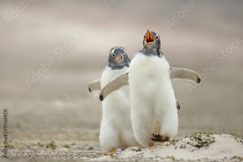 Gentoo penguin chick chasing its sibling on a sandy coast, Falkland islands.