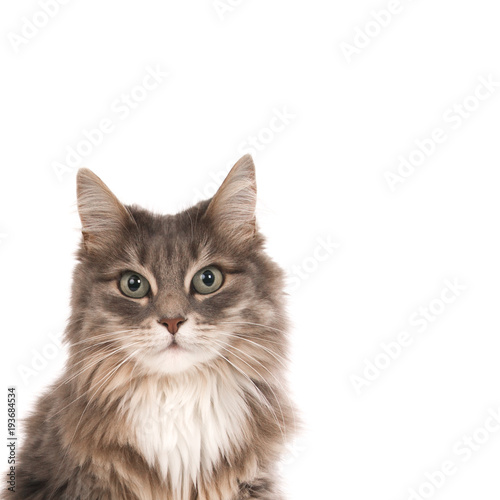 Portrait of a looking gray white cat against white.