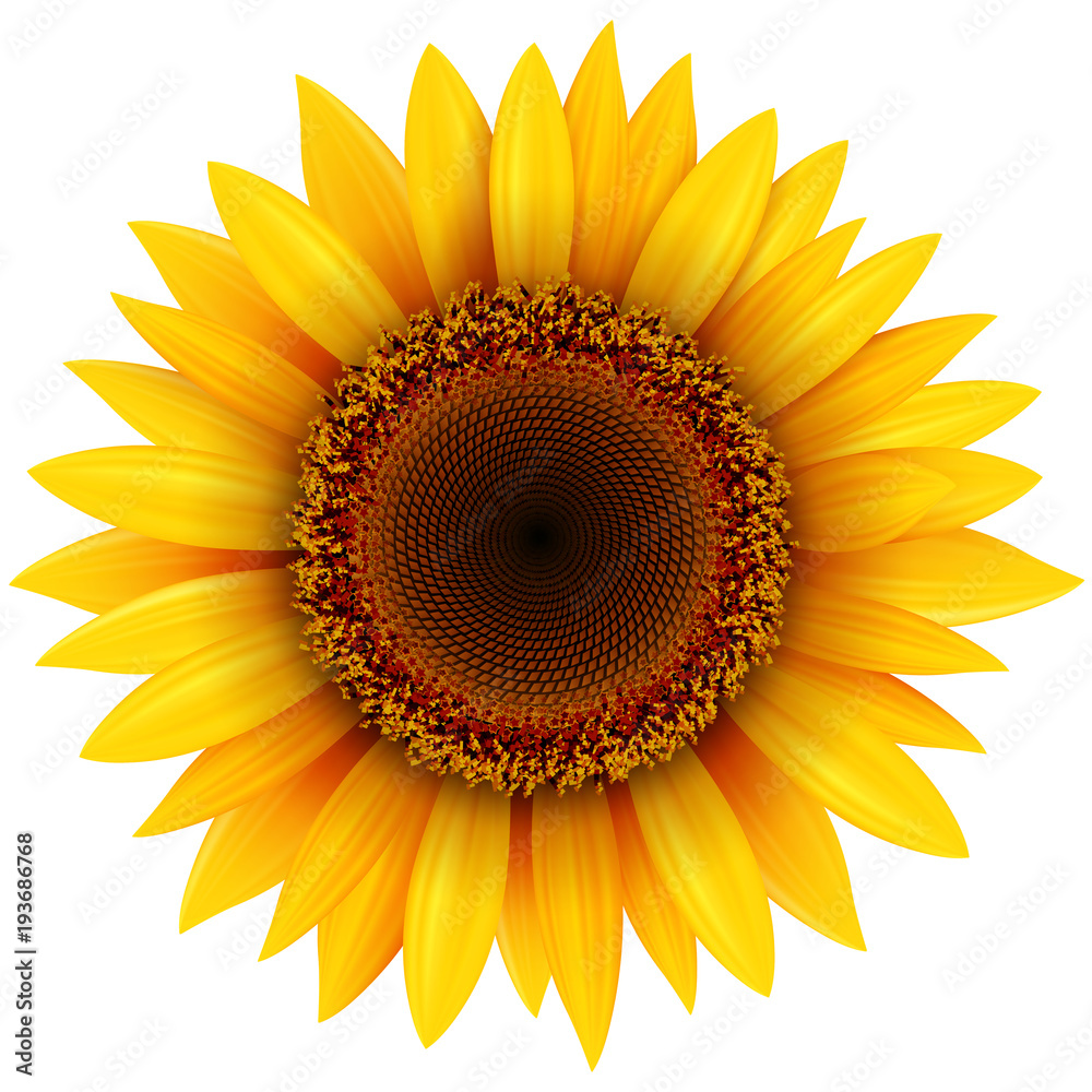 Obraz premium Sunflower flower isolated