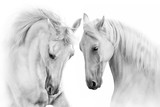 Couple of white horse on white background