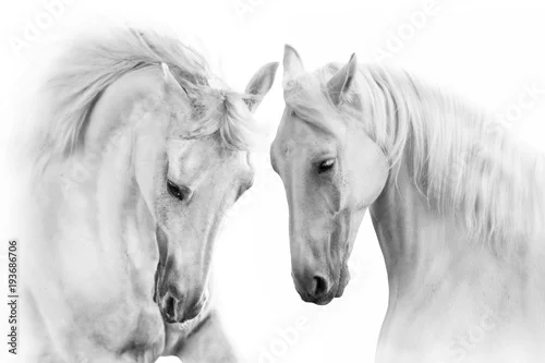 Obraz Para koni na białym tle