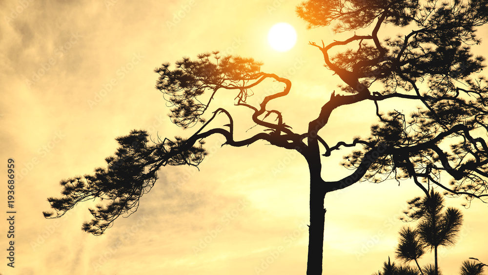 Natural background Pine black shadow. The backdrop is sky sunset yellow gold. Thailand. Natural background Pine black shadow. The backdrop is sky sunset yellow gold. Thailand.