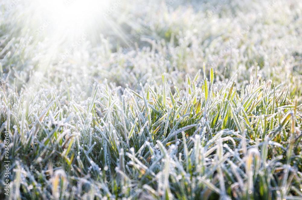 hoarfrost on the grass under the rays of the sun
