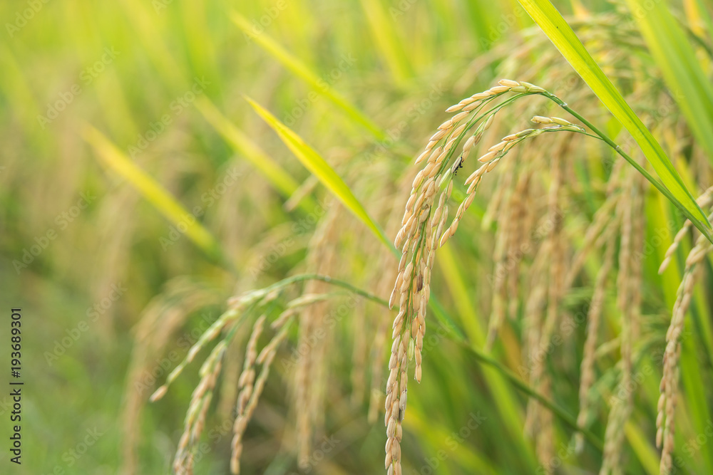 Ears of rice in field, close up Ears of rice in field, close up