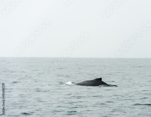 Dominican Republic, Samana Peninsula