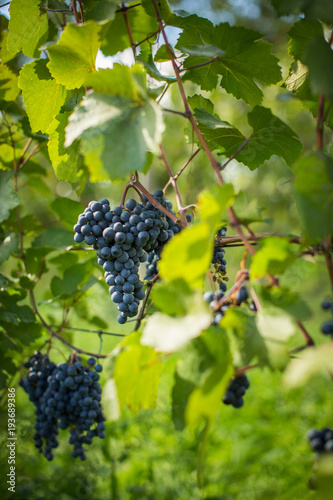 Lovely ripe, red grapes in a vineyard (color toned image)