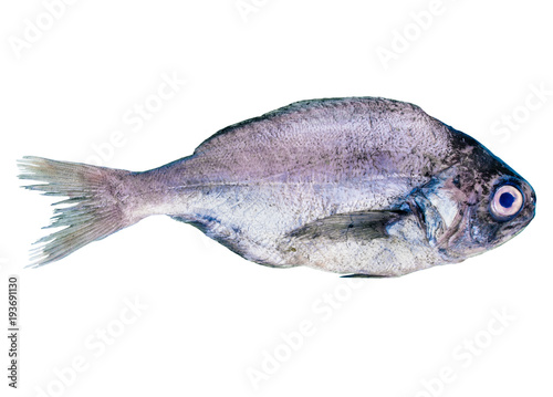 Bream food fish isolated on white photo