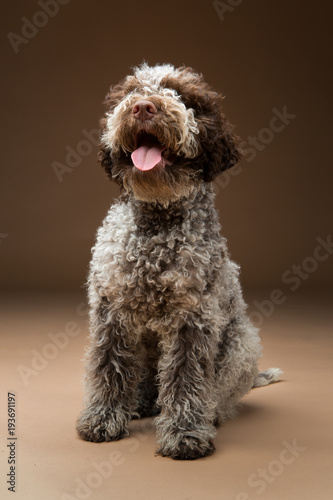 Fototapeta Naklejka Na Ścianę i Meble -  beautiful brown fluffy puppy