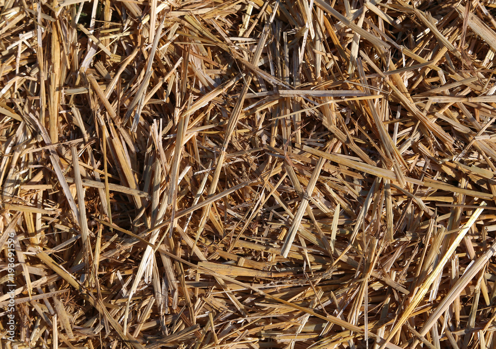 rural background with a lot of straw from a barn of a farm rural background with a lot of straw from a barn of a farm