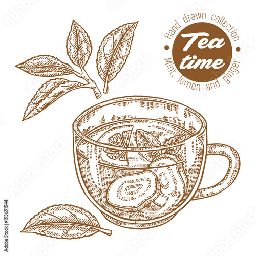 Hand drawn cup of tea. Herbal tea with lemon, mint and ginger isolated on white. Vector illustration engraved. Design for packaging.