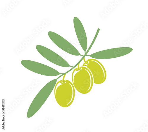 Olive branch. Isolated olive on white background